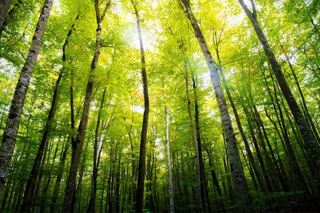 Forestry Stewardship Council (FSC)